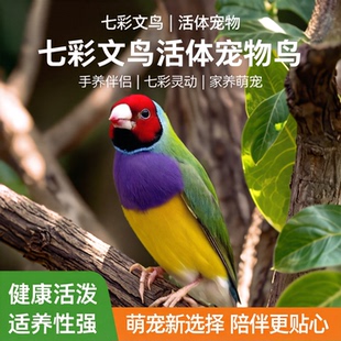 七彩文鸟宠物鸟五彩鸟手玩鸟小鸟普彩金背蓝背七彩鸟活物包邮包活