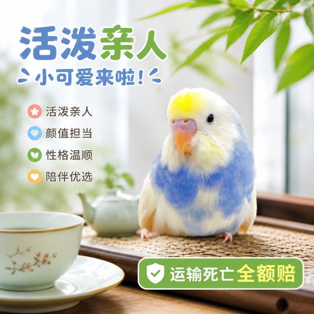 金彩鹦鹉活物虎皮教鹦鹉宠物鸟金彩幼鸟小型说话亲人活体一公一母图片