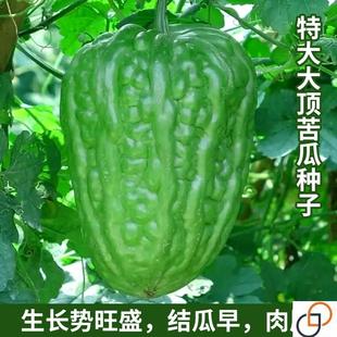 特大大顶苦瓜种子杂交苦瓜种籽种苗齐顶油绿大刺瘤油绿四季 蔬菜孑