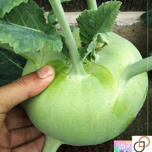 青苤蓝种孑天津特菜水果绿苤蓝菜籽芥兰头芥菜种种子春秋蔬菜种籽