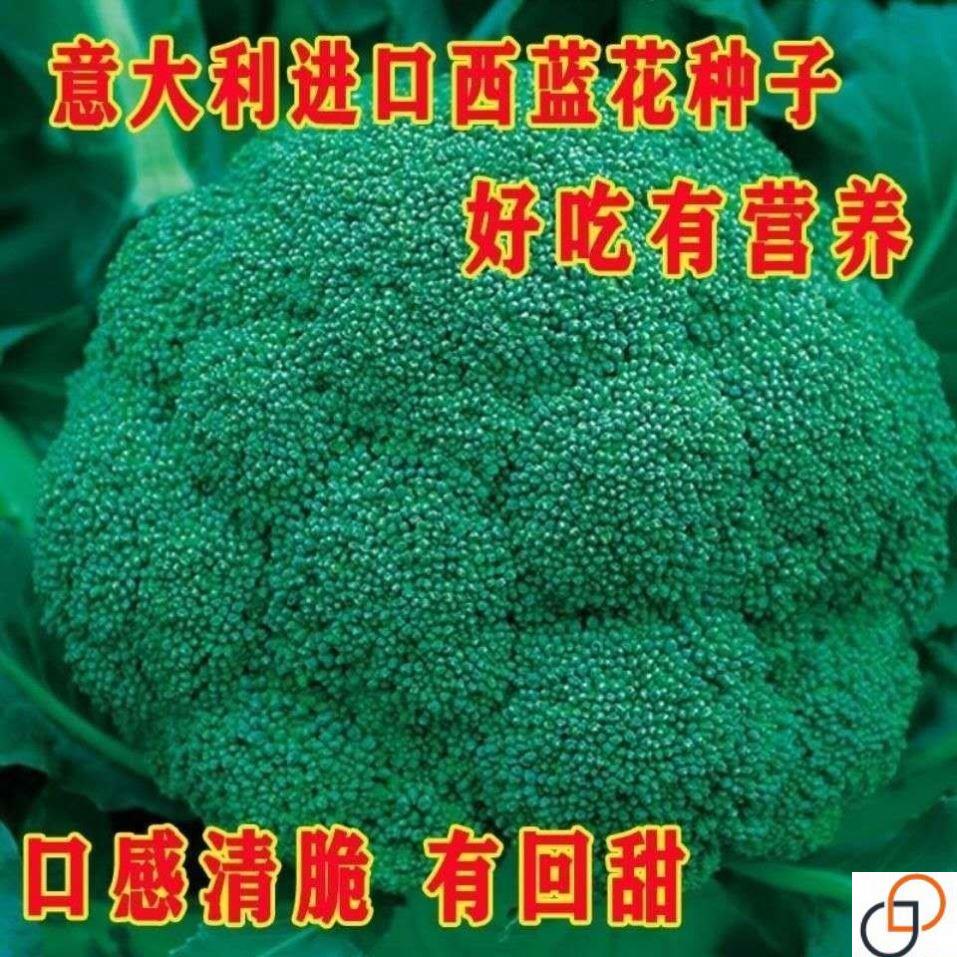 西兰花种籽春秋季花椰菜蔬菜种孑高产耐寒绿菜花四季青花菜种