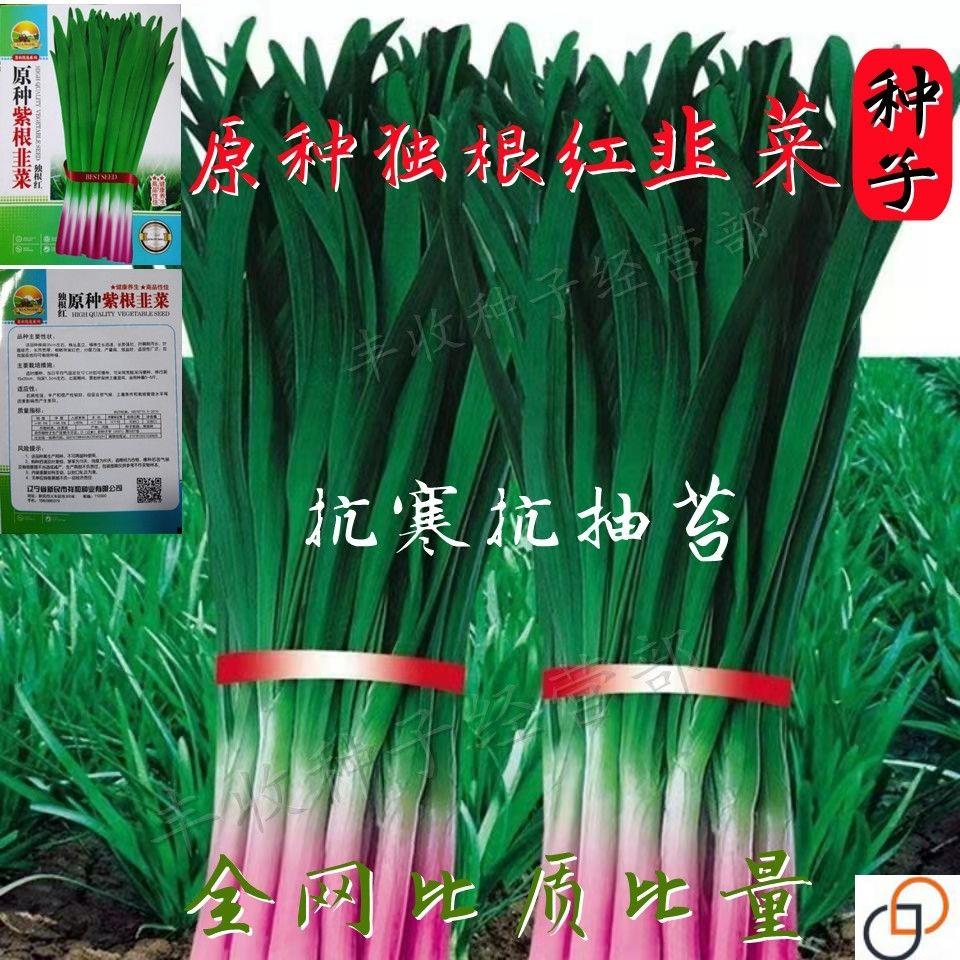 宽叶紫根韭菜种子 四季高产韭菜籽庭院阳台盆栽耐寒大叶蔬菜种子