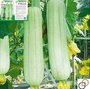 牛奶二号丝瓜种子种籽子早熟高产菜种四季春季短棒蔬菜孑新品种