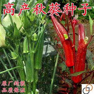 养生黄秋葵种子保健红秋葵种子蔬菜种子农家田园阳台盆栽四季播种