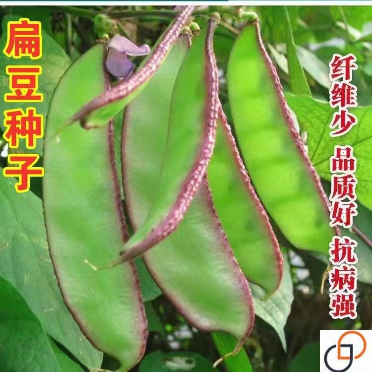 紫边眉豆种子 扁豆角种籽 边边红眉豆好吃易种耐寒爬藤蔬菜种子