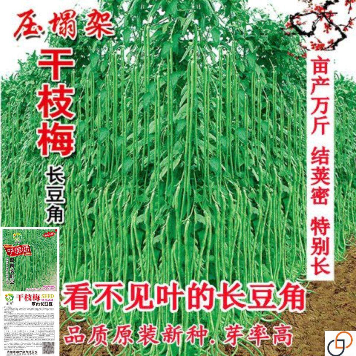 春秋豇豆干枝梅特长厚肉粗长豆角种子庭院易种早熟高产蔬菜豆角籽