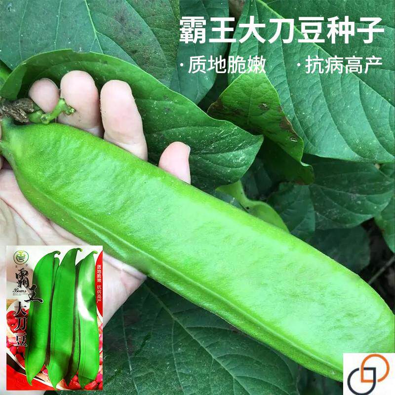 刀豆种子霸王大刀豆种籽巨型大豆角种籽四季爬藤蔬菜豆角种子