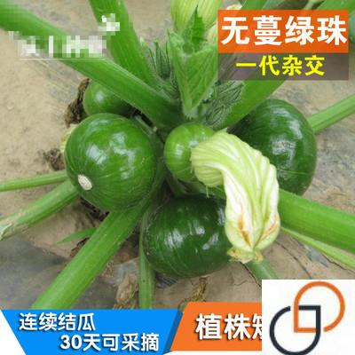 无蔓绿珠早熟小青瓜种子蔬果种籽南瓜短藤无蔓 农户大田高产蔬菜
