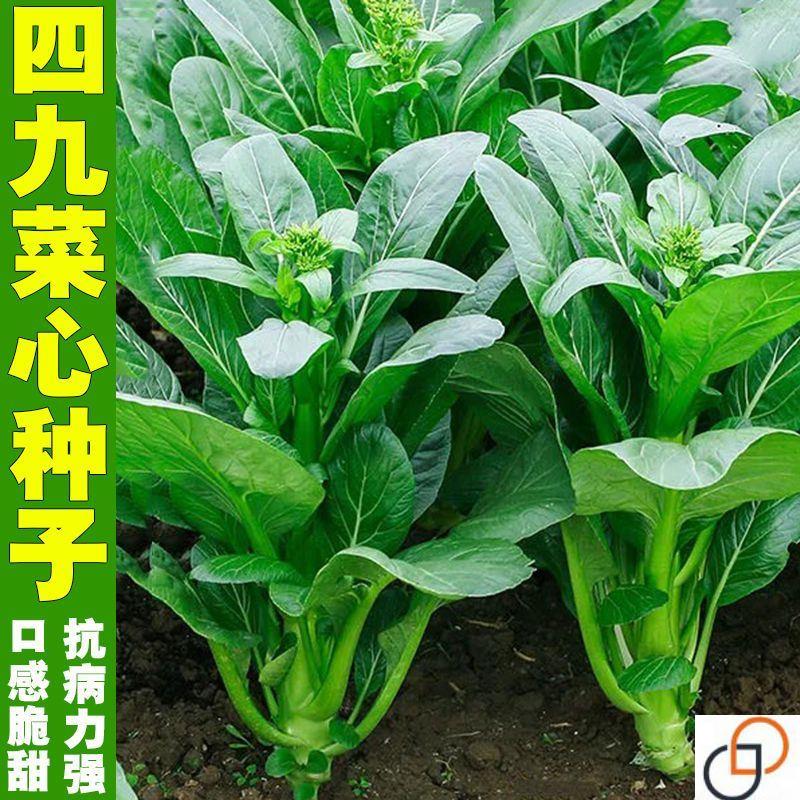 速生25天四季菜心种子广东四九甜脆菜心耐热油青耐高温农家青菜苔