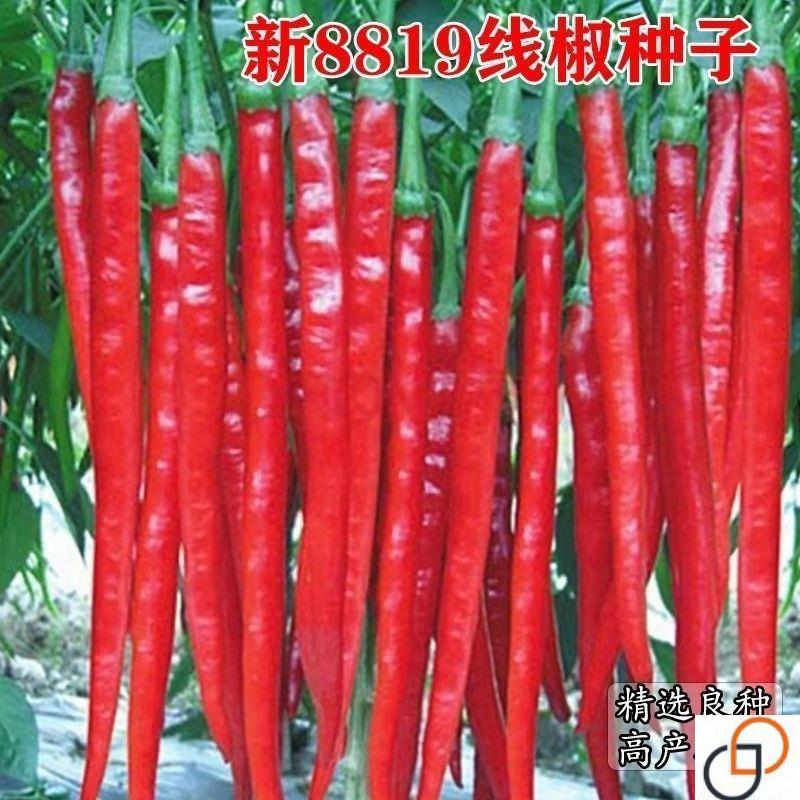 【长线椒种子】香辣王湖南辣椒种籽杭椒超长8819高产四季播辣椒籽