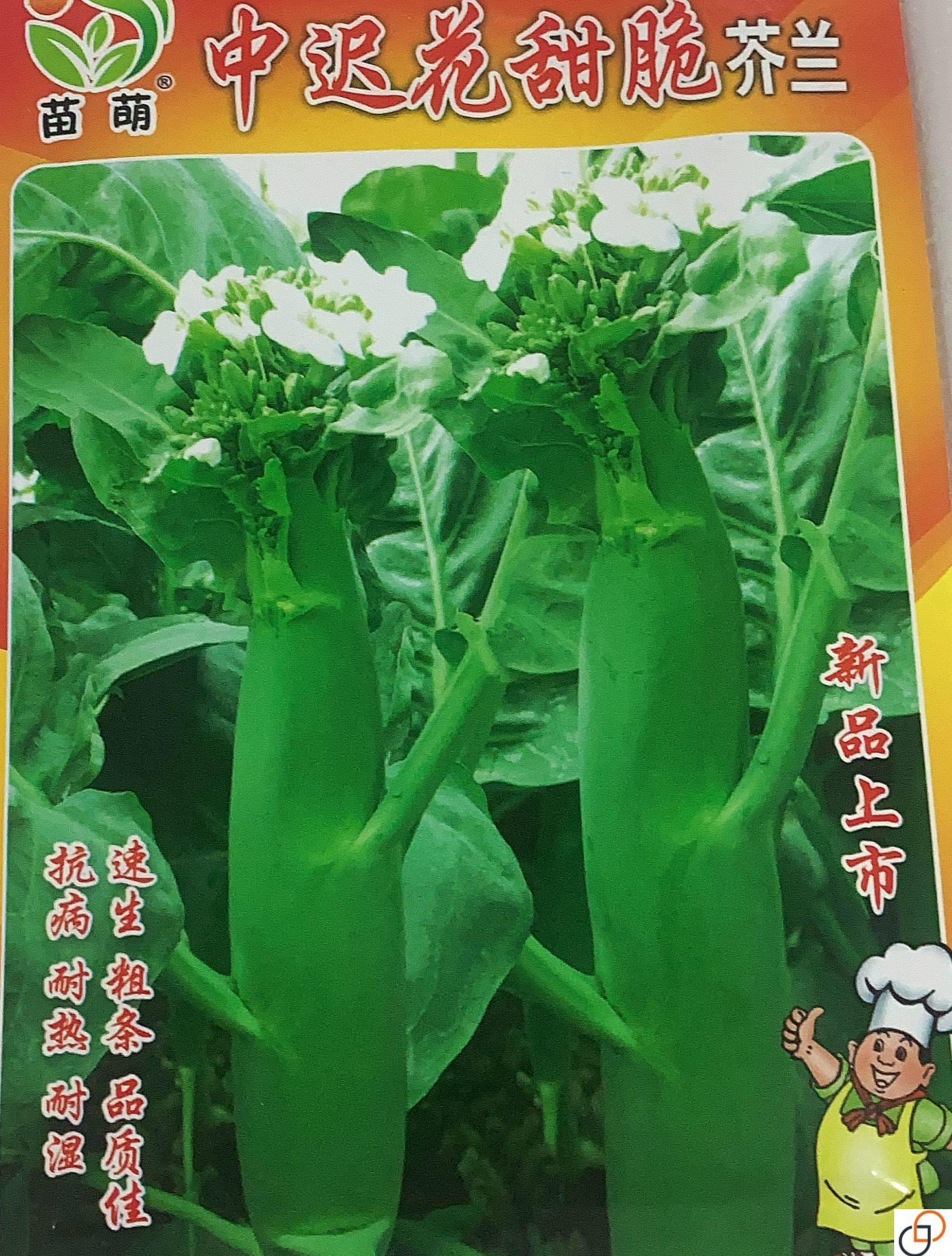大心天芥兰种子甜脆芥兰心种子芥蓝种子中迟芥兰蔬菜种子白花芥兰