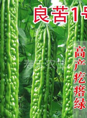 苦瓜种子高产特大苦瓜籽长绿杂交疙瘩南方耐热抗病蔬菜种子瓜种籽