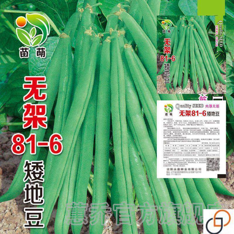 无架四季豆早熟地豆种子四季豆种子矮生不搭架阳台可盆栽蔬菜种子