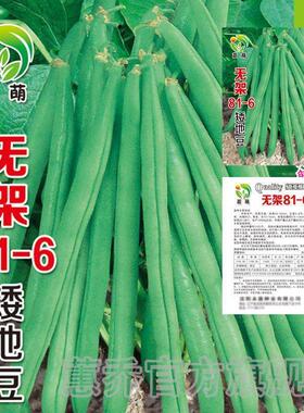 无架四季豆早熟地豆种子四季豆种子矮生不搭架阳台可盆栽蔬菜种子