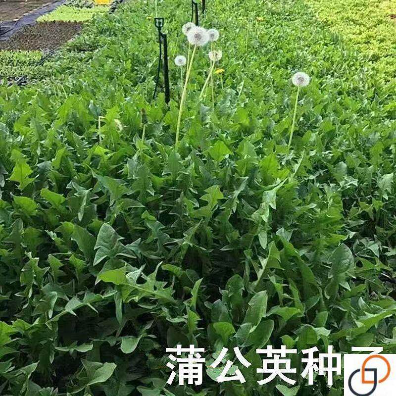 野生蒲公英种子婆婆丁浦公英四季盆栽食用蔬菜野菜苗孑