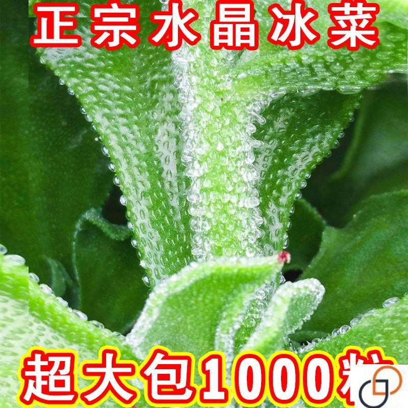 非洲冰草水晶冰菜种子种籽苗秧蔬菜南方种四季菜苗籽种盆栽孑菜籽