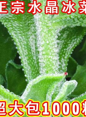 非洲冰草水晶冰菜种子种籽苗秧蔬菜南方种四季菜苗籽种盆栽孑菜籽