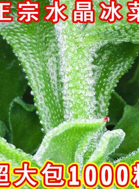 非洲冰草水晶冰菜种子种籽苗秧蔬菜南方种四季菜苗籽种盆栽孑菜籽