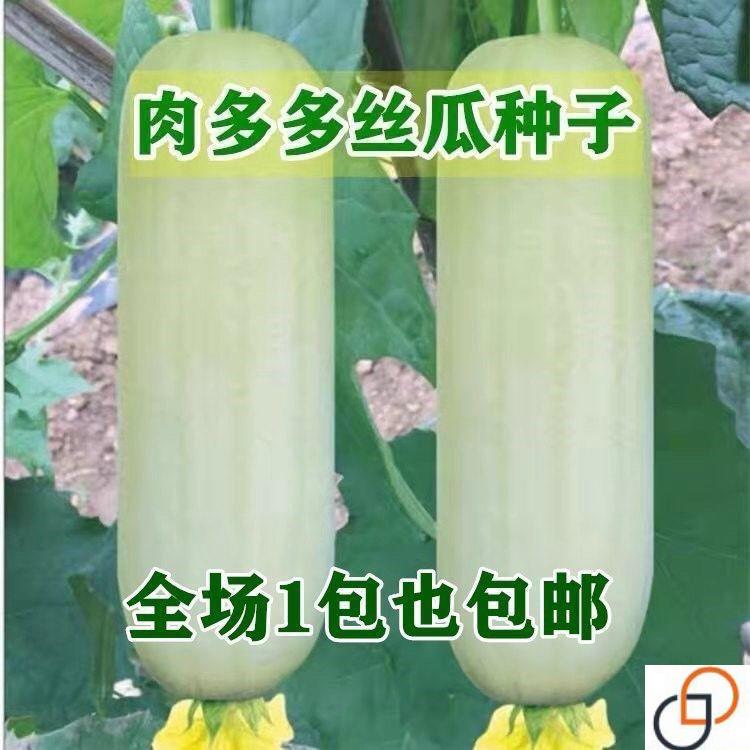 新糯香白皮白丝瓜种子 白玉南方早熟高产肉丝瓜 四季菜蔬菜种籽子