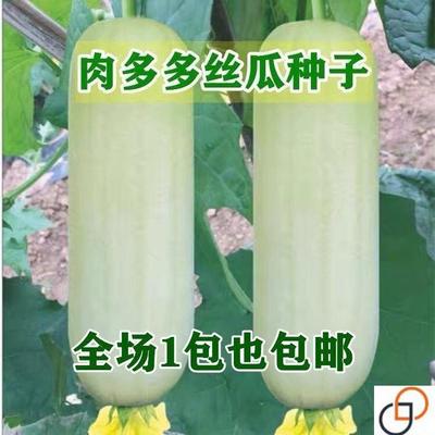 新糯香白皮白丝瓜种子 白玉南方早熟高产肉丝瓜 四季菜蔬菜种籽子
