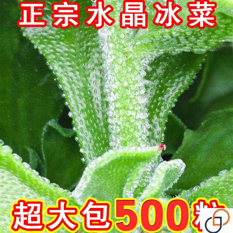 正棕冰菜种籽秋盆栽蔬菜种子冰草苗四季秋冬季菜种籽大全野菜种孑