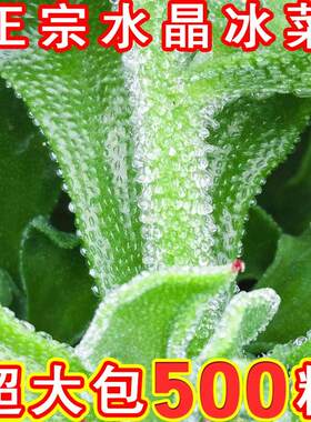正棕冰菜种籽秋盆栽蔬菜种子冰草苗四季秋冬季菜种籽大全野菜种孑
