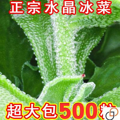 正棕冰菜种籽秋盆栽蔬菜种子冰草苗四季秋冬季菜种籽大全野菜种孑