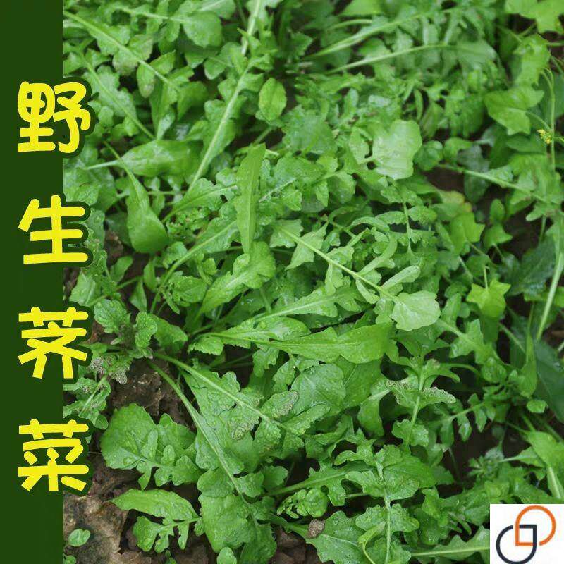 纯野生荠菜种子大叶野菜四季播菜籽阳台庭院盆栽农家蔬菜地菜