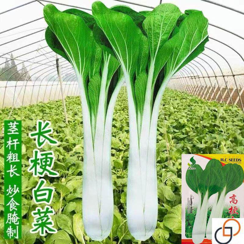 高梗白小白菜种子长梗小白菜高杆白菜籽四季小青菜汤白菜种子蔬菜