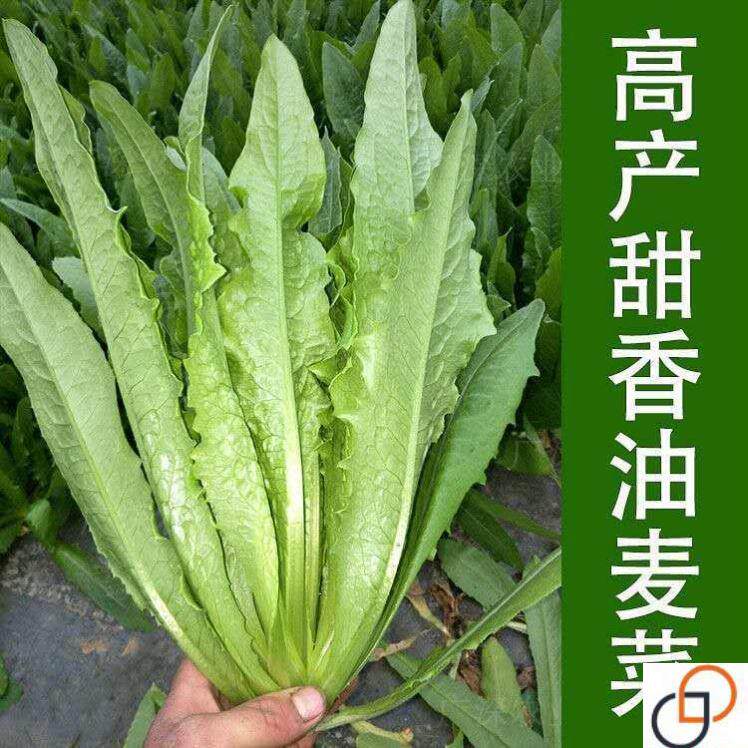 甜脆油麦菜种子清香无油麦菜种子四季播种盆栽庭院蔬菜种子