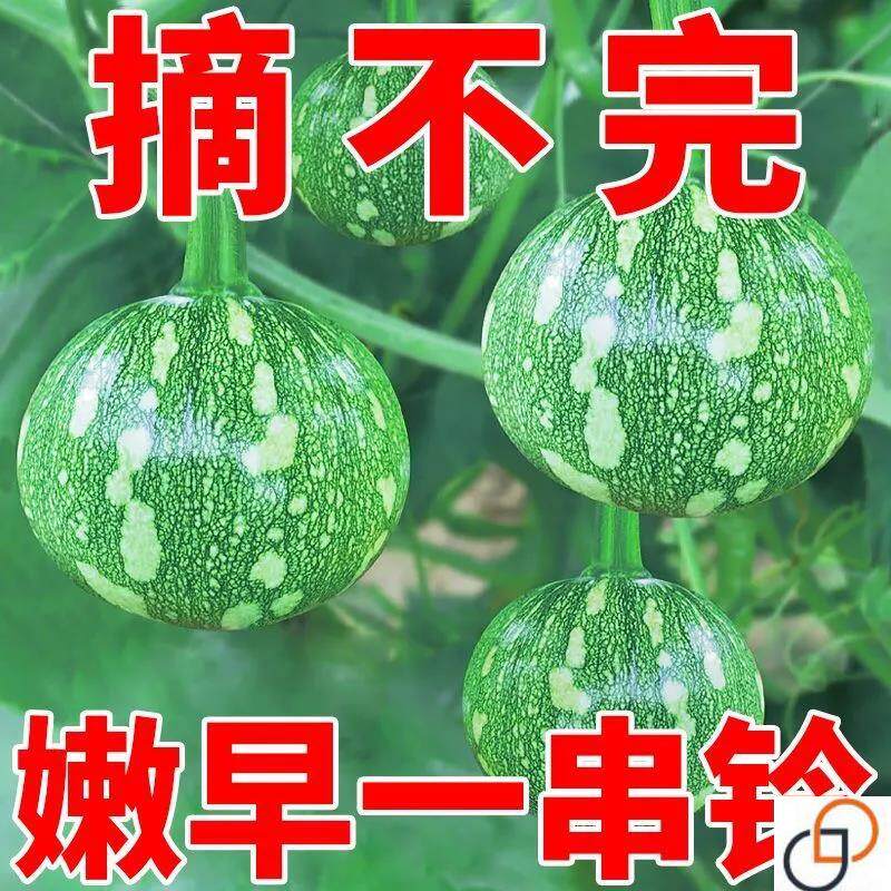 嫩早一串铃南瓜种种子阳台高产早熟小南瓜籽四季庭院种植蔬菜种子