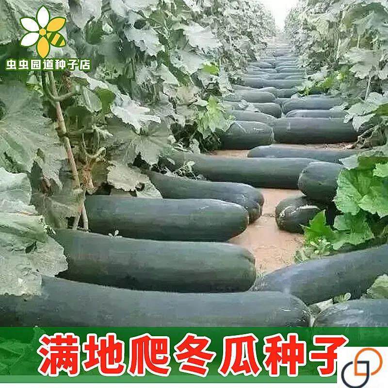 满地爬特大巨型黑皮冬瓜种子大型种高产大冬瓜四季春天盆栽蔬菜种