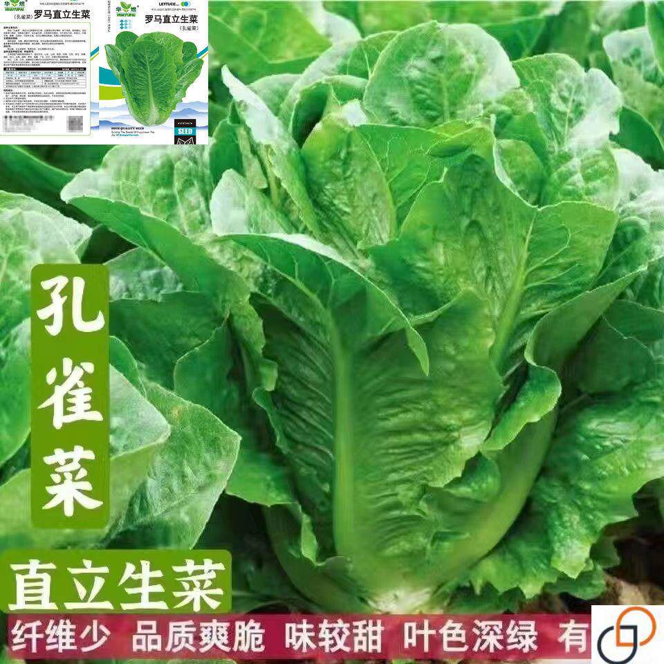 孔雀菜种子高钙四季罗马直立生菜沙拉菜籽秋冬季耐寒营养蔬菜种子