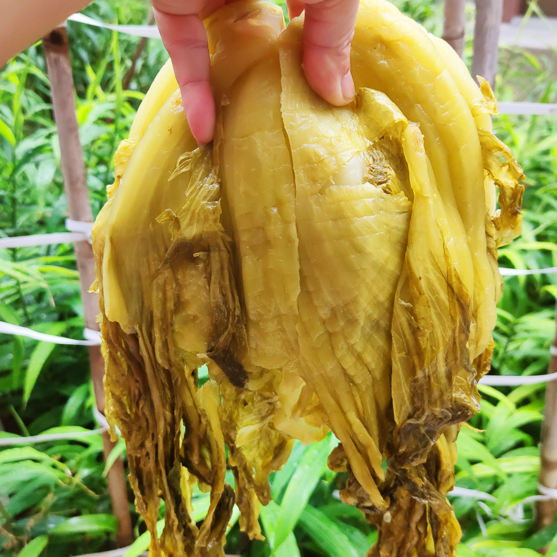 广西老坛酸菜结心芥菜农家特产手工腌制蔬菜咸酸菜鱼泡菜酸脆爽口