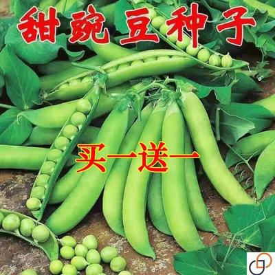 甜豌豆种子高产蔬菜种子四季青豌豆尖荷兰豆水果型可生吃种籽耐寒