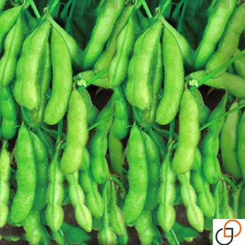 早熟毛豆种籽黄豆早毛豆高产菜毛豆特大青大豆四季夏季蔬菜种子孑