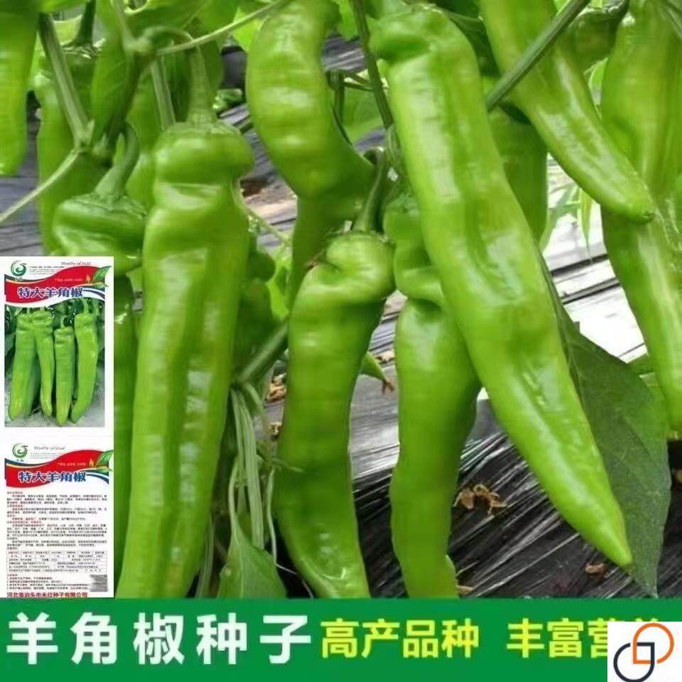 大羊角椒种子辣椒种子青椒菜农大田种植青红辣椒种子阳台蔬菜种子