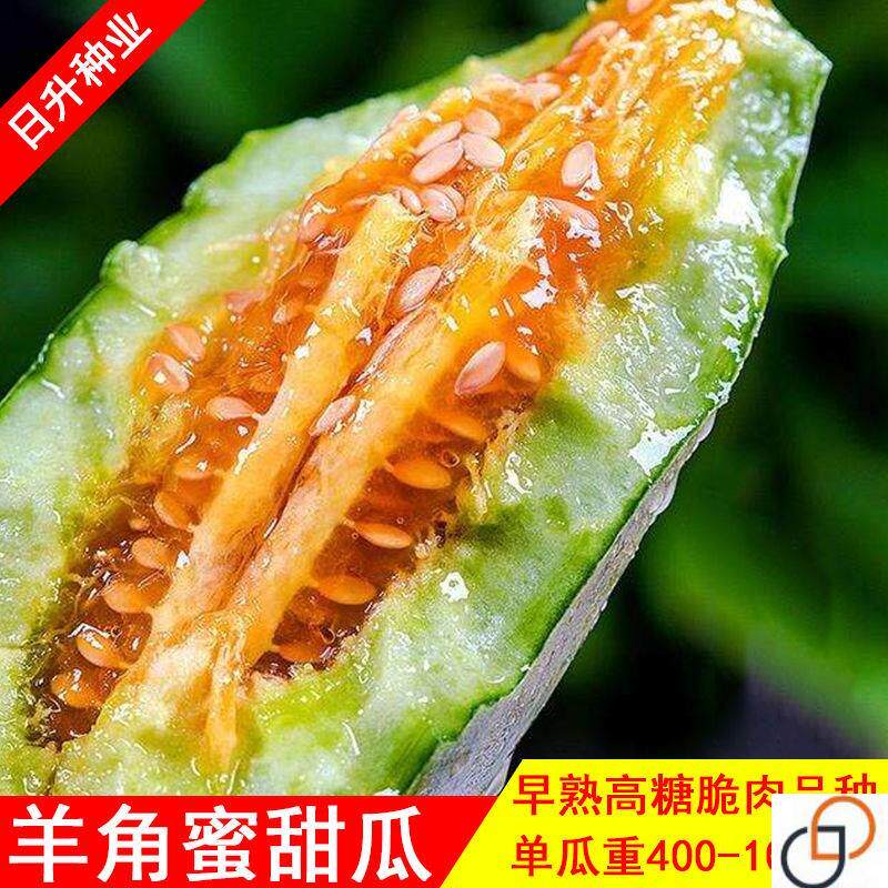 万盛羊角蜜甜瓜种子 超甜羊角酥种籽 早熟香瓜高糖度蜜瓜种籽
