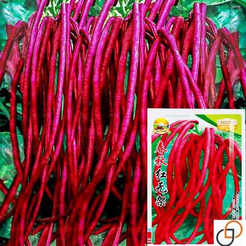 五月红满地红无架豆种子春秋红豇豆种籽家种深红豆角扁豆蔬菜孑