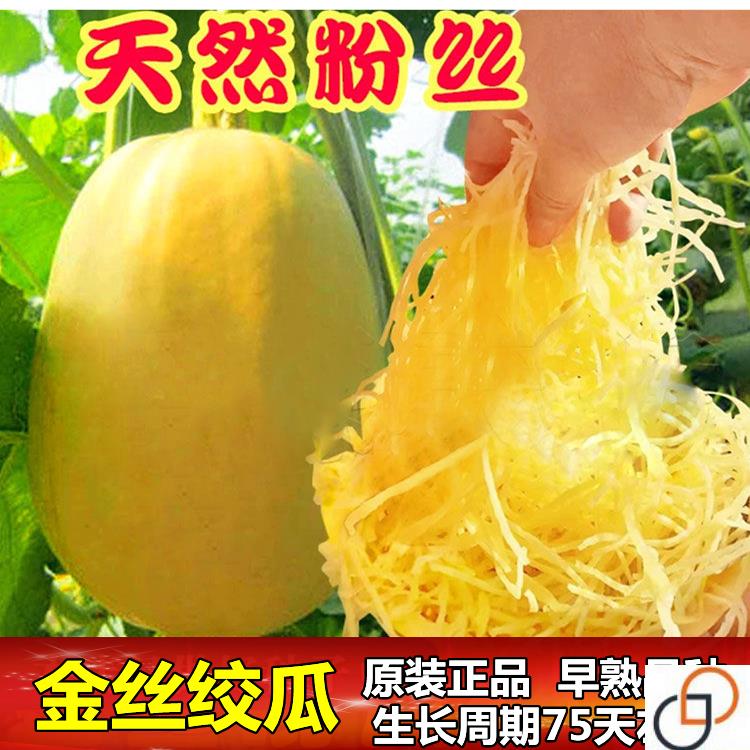 金丝绞瓜种子搅瓜种籽金丝瓜四季蔬菜种子天然粉丝南瓜金丝鱼翅瓜
