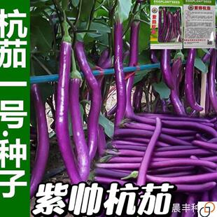 紫帅杭茄杭茄一号长茄种籽线茄四季蔬菜种籽春季秋冬茄子种孑