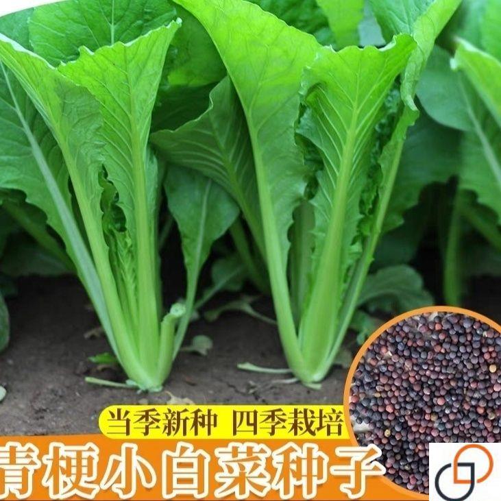 青梗小白菜种子四季速生耐热耐寒高产小白菜阳台盆栽易播青菜种子