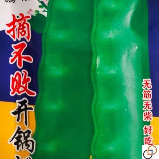 早熟地油豆种子无架矮生地油豆种籽豆角地霸油豆角籽春秋四季种孑