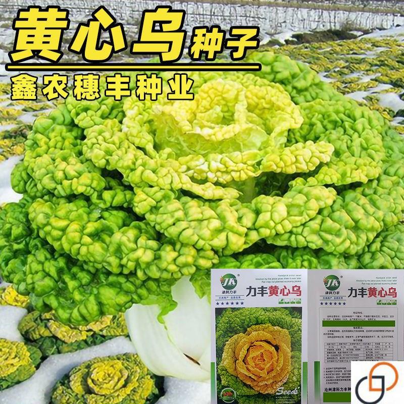 黄心乌菜种种子乌塌菜种籽四季白菜冬天青菜蔬菜孑黑菜秋冬季菜籽
