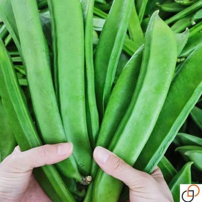 刀豆种种子爬藤白刀豆种子红刀豆种子洋刀豆角高产大刀豆野刀板