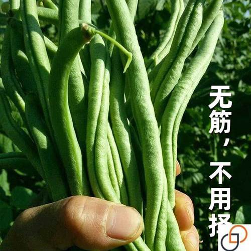农家无筋豆豆架豆王种子种籽冬豆种四季豆豆角芸豆扁豆蔬菜孑子早