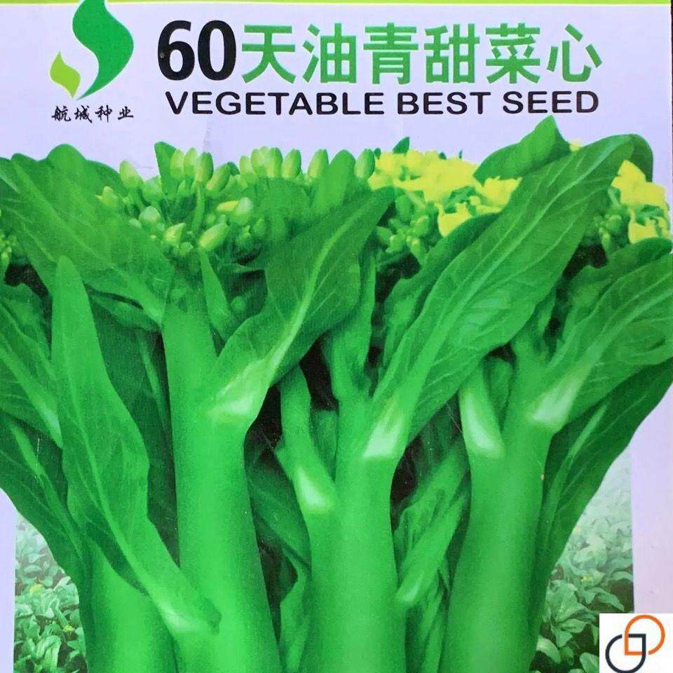 60天油青甜菜心种子阳台盆栽夏秋四季播种种籽菜心菜苔农家蔬菜孑