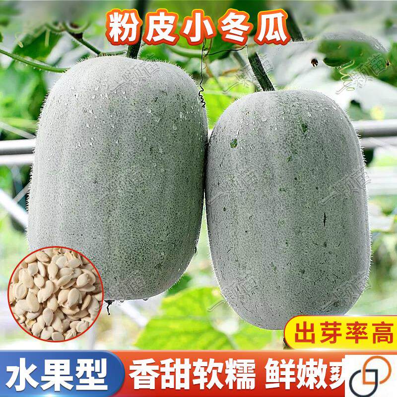 本地粉白小冬瓜种籽大全黑皮冬瓜种子青皮冬瓜种孑家庭院蔬菜种子