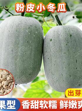 本地粉白小冬瓜种籽大全黑皮冬瓜种子青皮冬瓜种孑家庭院蔬菜种子