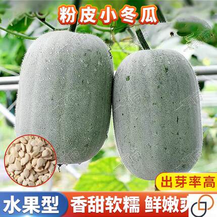 本地粉白小冬瓜种籽大全黑皮冬瓜种子青皮冬瓜种孑家庭院蔬菜种子